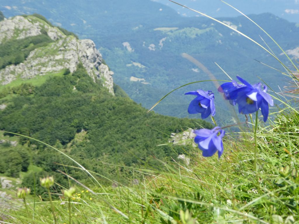 Aquilegia alpina?  No, Aquilegia lucensis